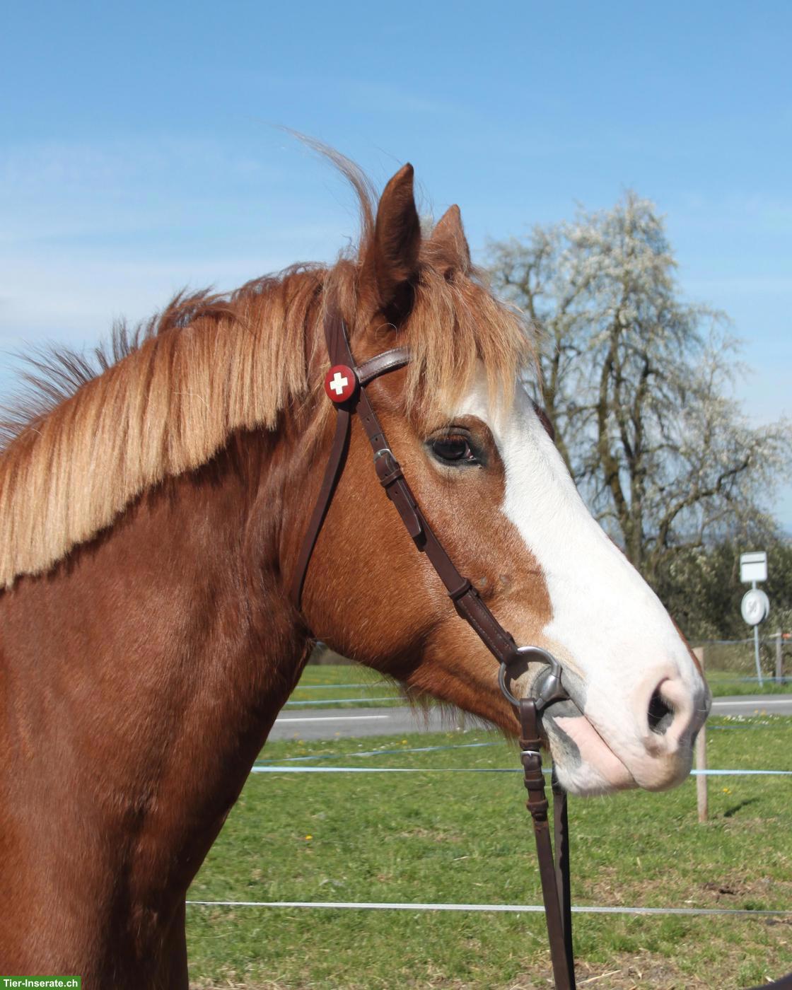 Talentierte Freiberger Stute, 6-jährig, 159cm gross
