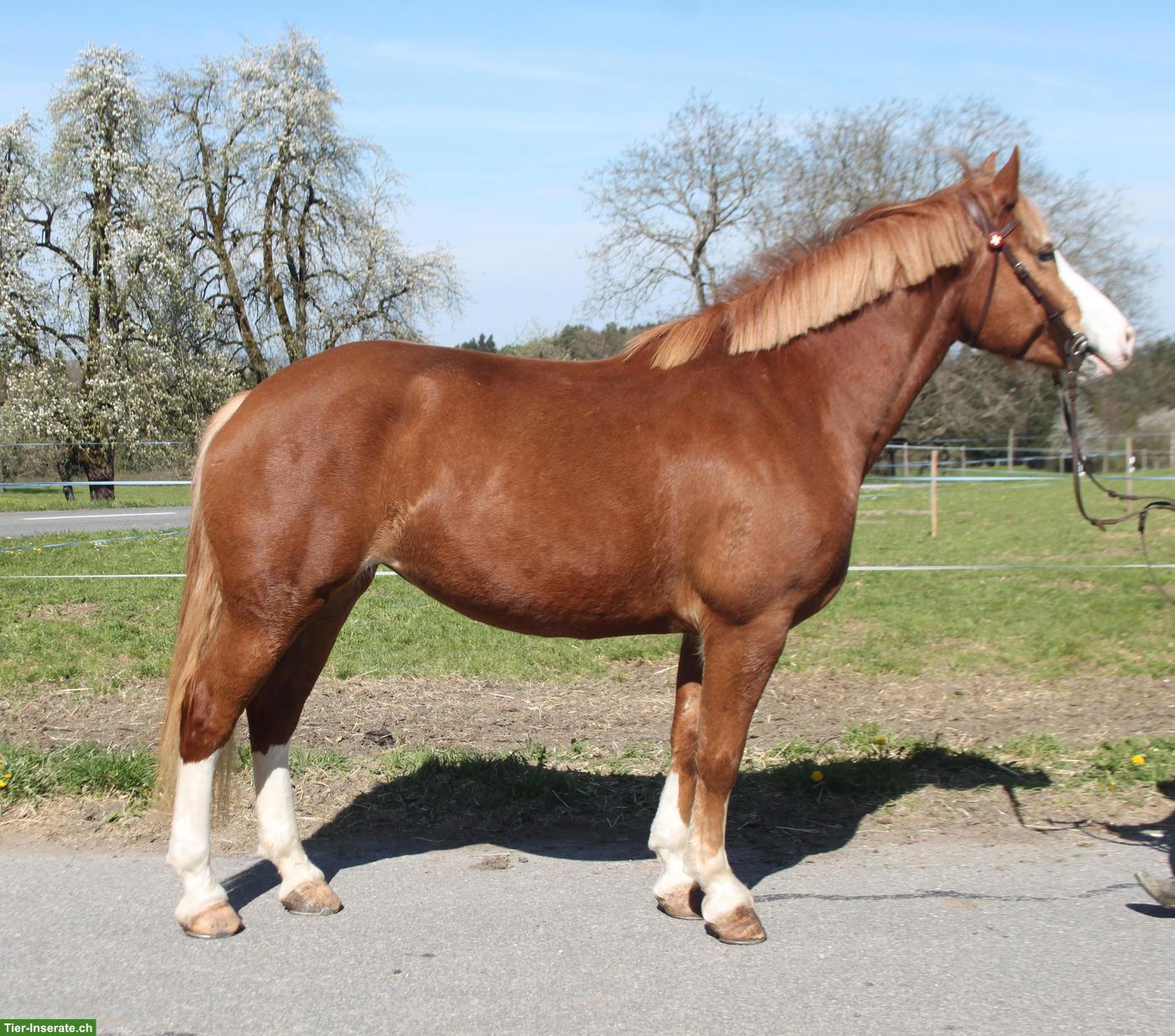 Bild 2: Talentierte Freiberger Stute, 6-jährig, 159cm gross