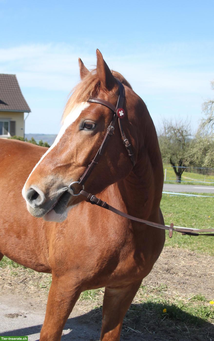 Bild 3: Talentierte Freiberger Stute, 6-jährig, 159cm gross