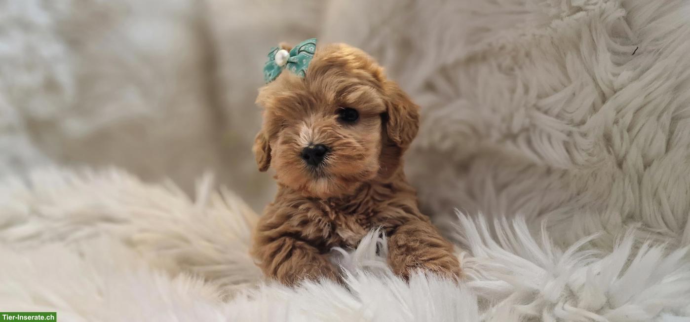 Maltipoo Welpen suchen eine liebe Zuhause