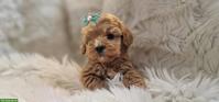 Maltipoo Welpen suchen eine liebe Zuhause