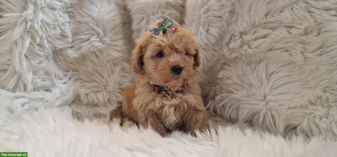 Bild 2: Maltipoo Welpen suchen eine liebe Zuhause