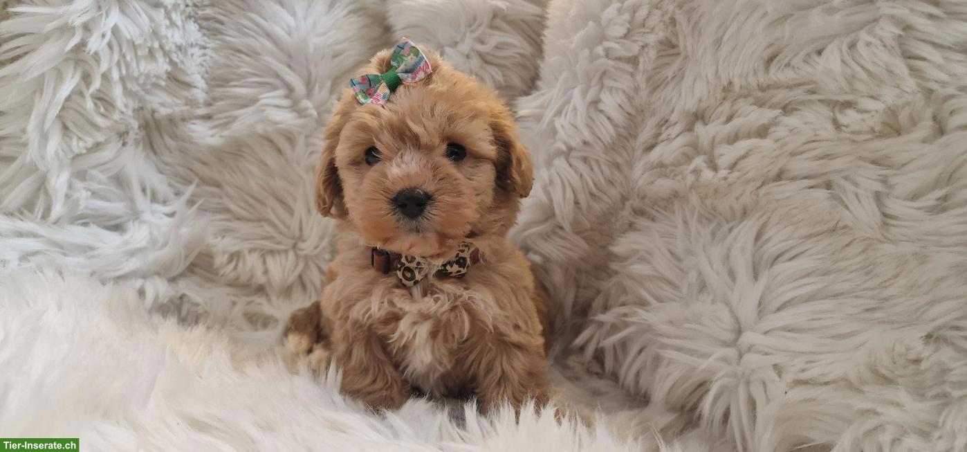 Bild 3: Maltipoo Welpen suchen eine liebe Zuhause