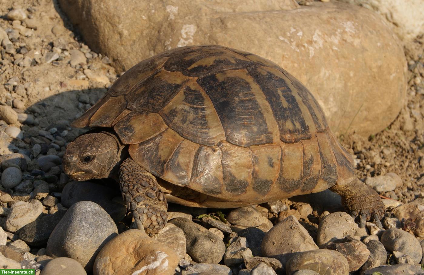 Bild 2: Schildkröten aus der Auffangstation!