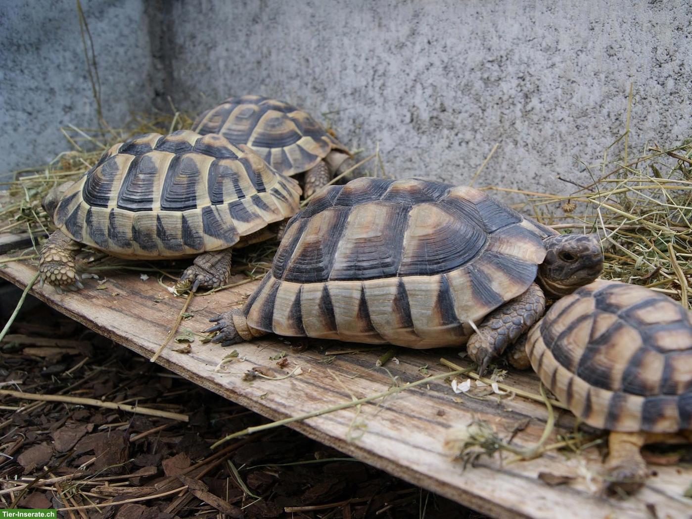 Bild 3: Schildkröten aus der Auffangstation!