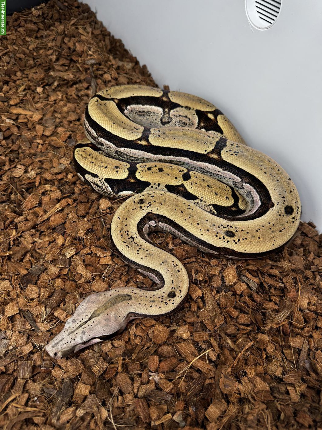 Boa constrictor Paare abzugeben