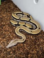 Boa constrictor Paare abzugeben