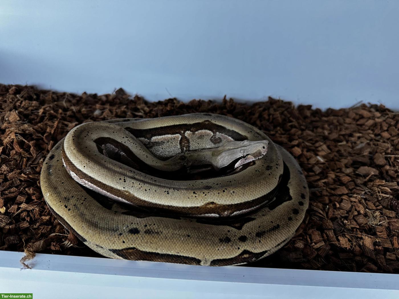 Bild 2: Boa constrictor Paare abzugeben