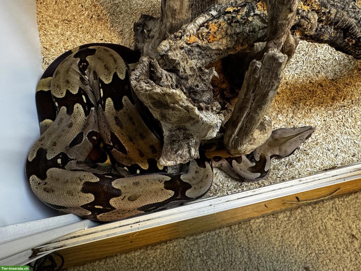 Bild 3: Boa constrictor Paare abzugeben