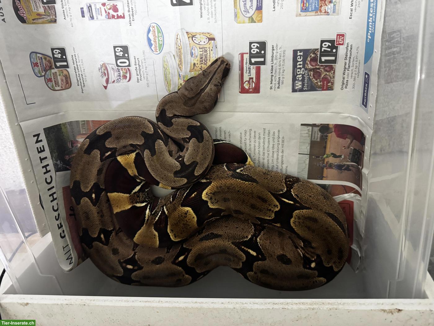 Bild 4: Boa constrictor Paare abzugeben