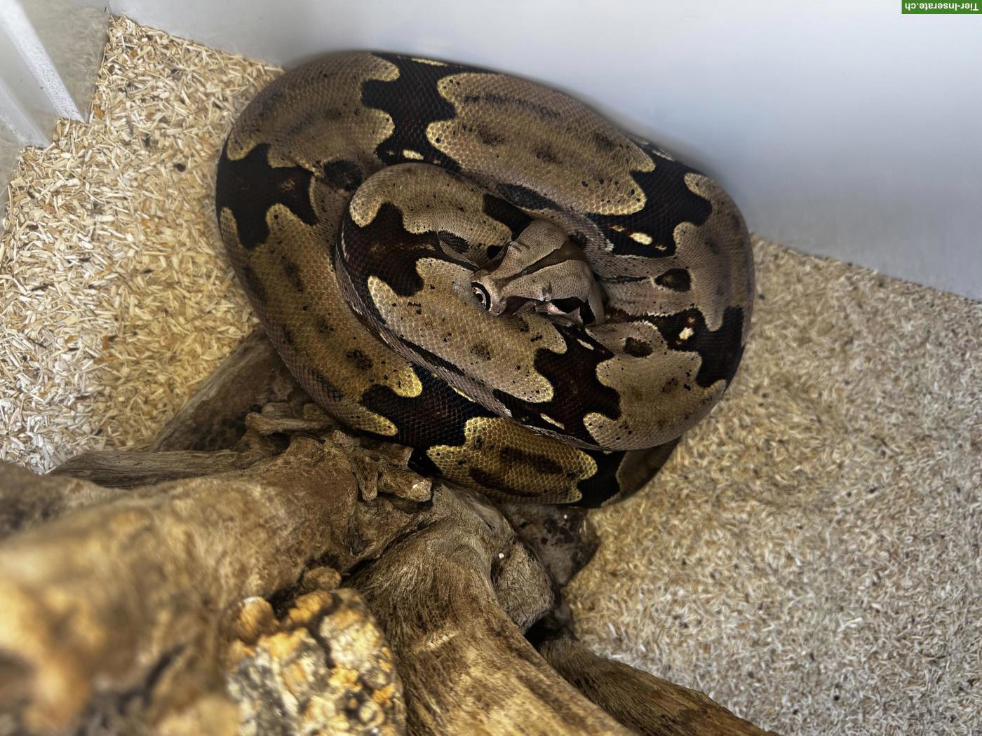 Bild 5: Boa constrictor Paare abzugeben