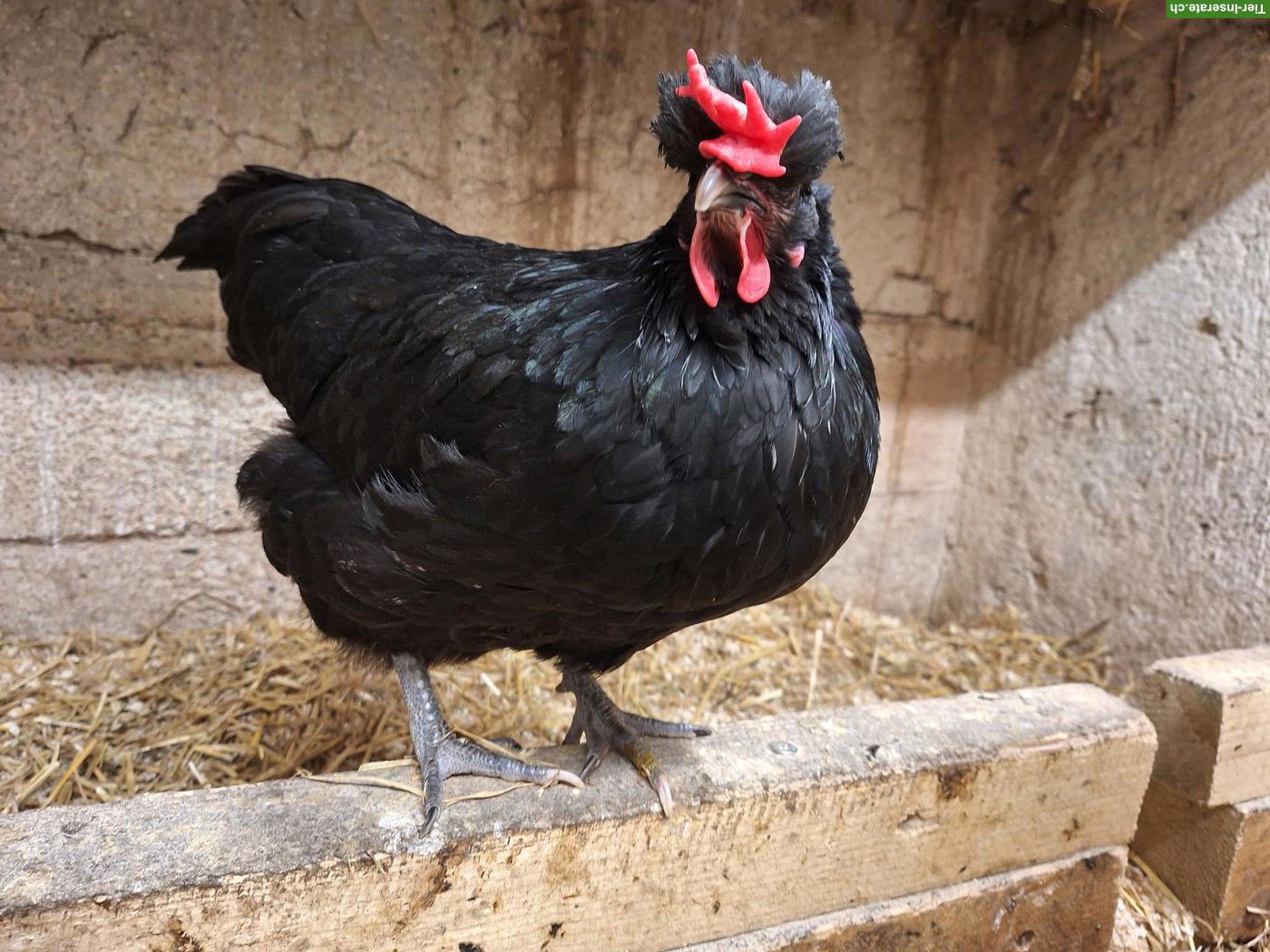 Grünleger Henne, frisch legereif, zahm