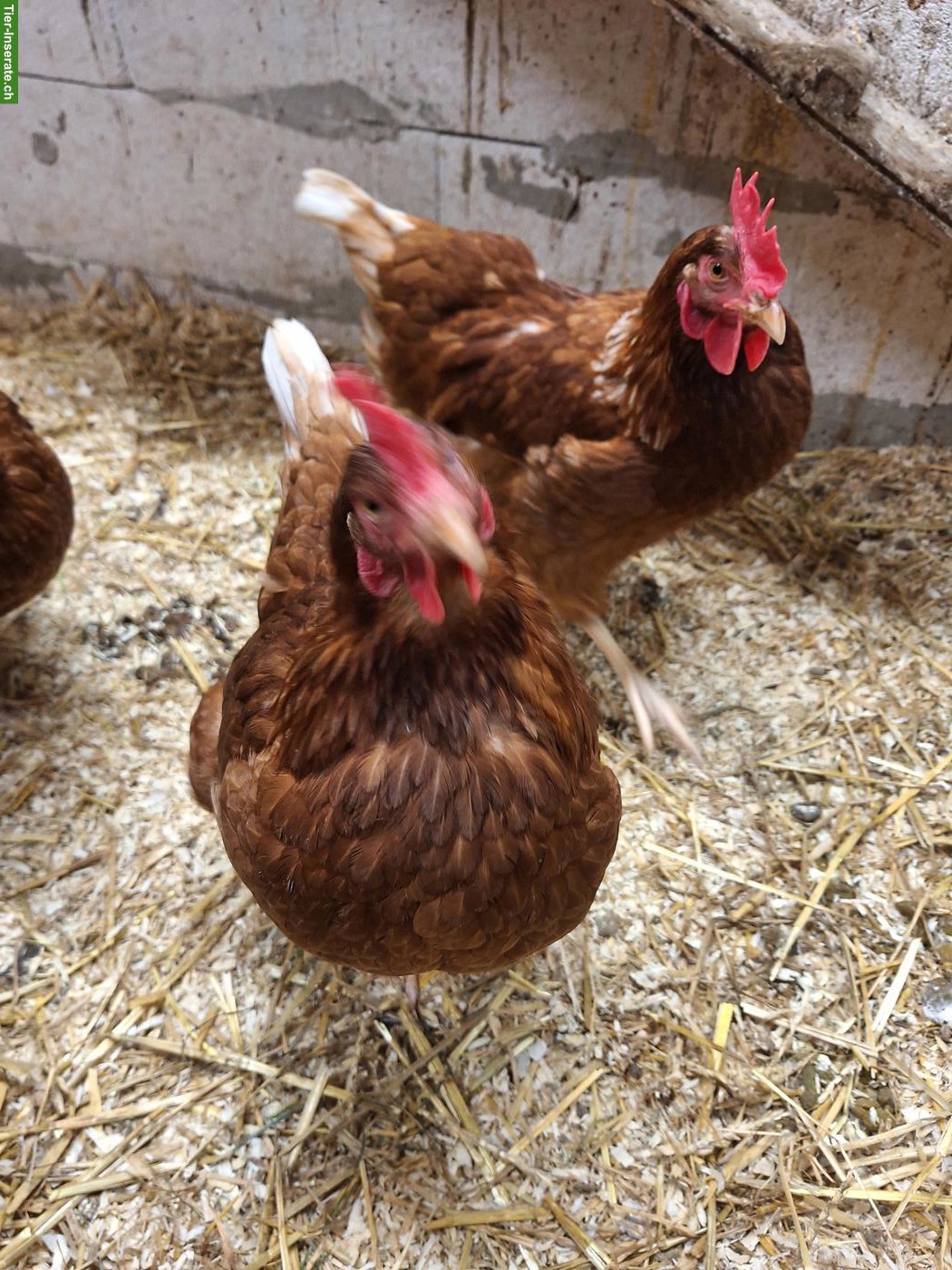 Junge Henne, sehr zahm, Handaufzucht