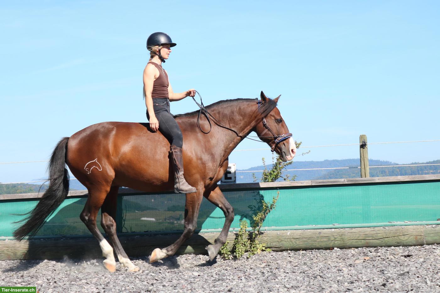 Reitbeteiligung für Lusitano Wallach in Diegten BL 🌻