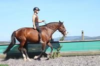 Reitbeteiligung für Lusitano Wallach in Diegten BL 🌻