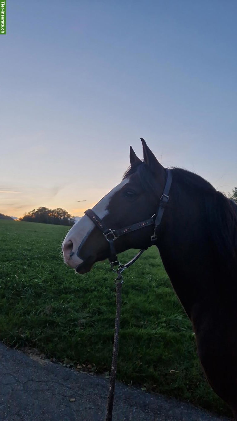 Bild 2: Reitbeteiligung für Lusitano Wallach in Diegten BL 🌻