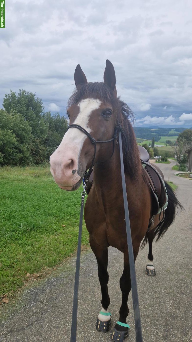 Bild 3: Reitbeteiligung für Lusitano Wallach in Diegten BL 🌻