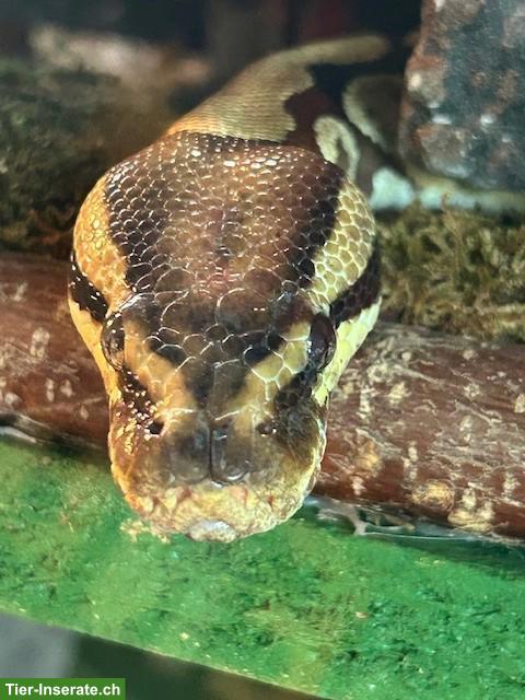 3 Königspythons mit Terrarium zu verkaufen