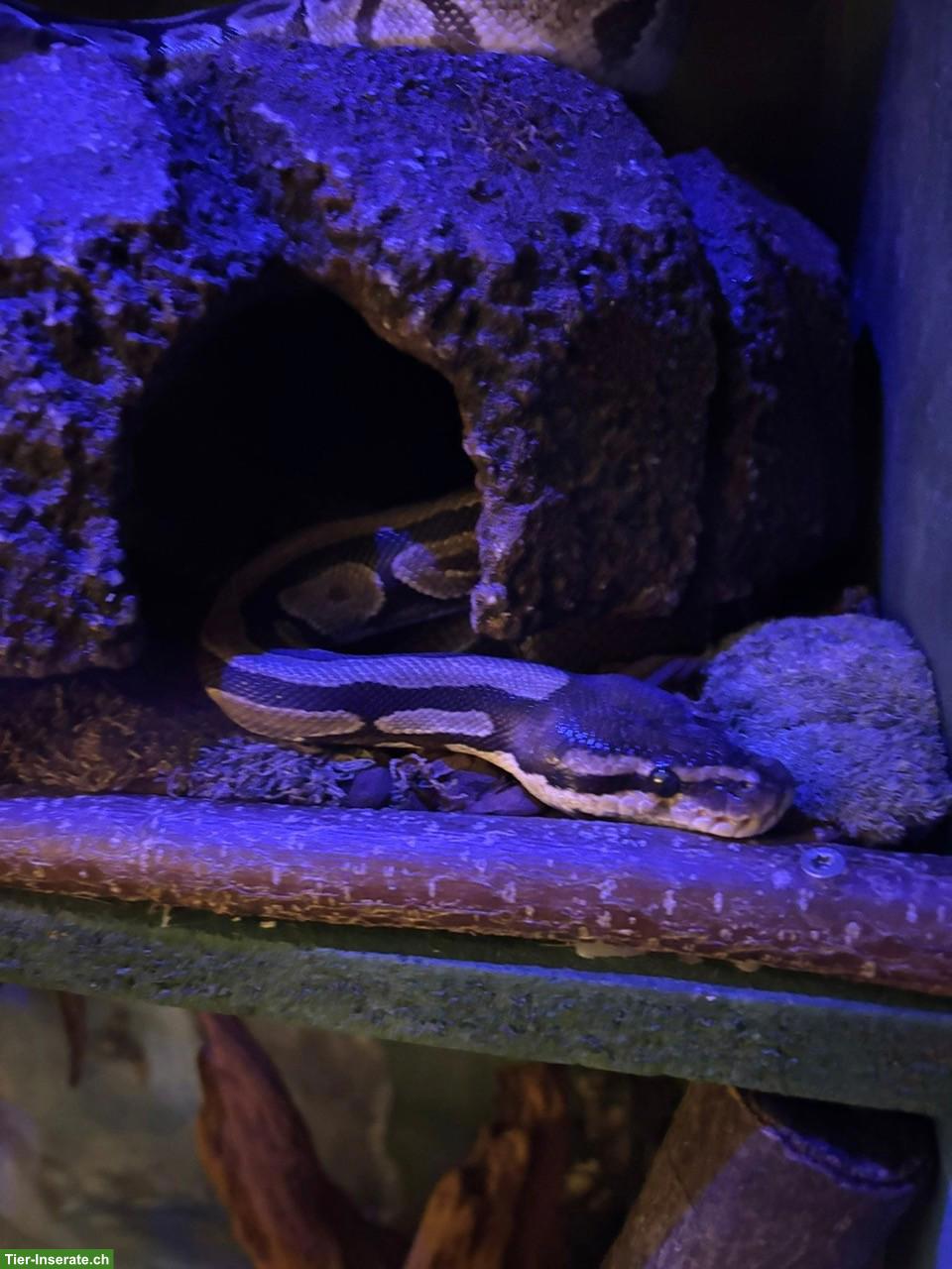 Bild 10: 3 Königspythons mit Terrarium zu verkaufen