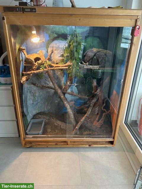 Bild 2: 3 Königspythons mit Terrarium zu verkaufen