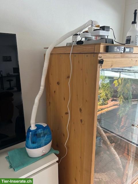 Bild 3: 3 Königspythons mit Terrarium zu verkaufen