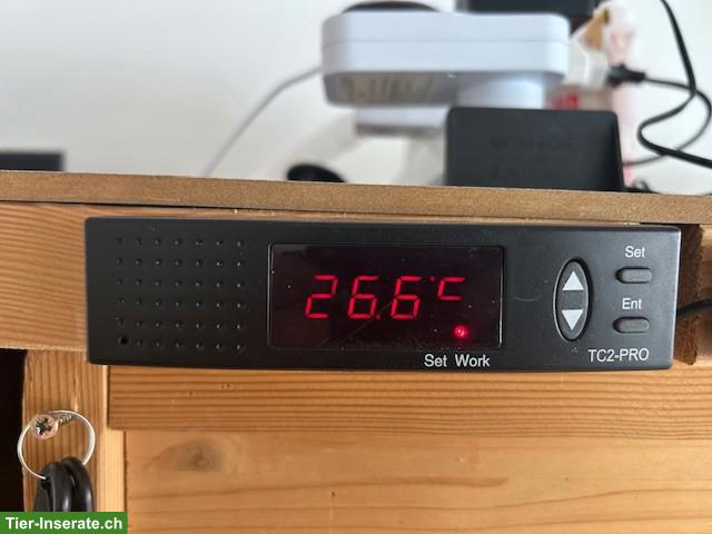 Bild 4: 3 Königspythons mit Terrarium zu verkaufen