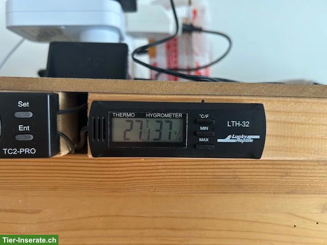 Bild 5: 3 Königspythons mit Terrarium zu verkaufen