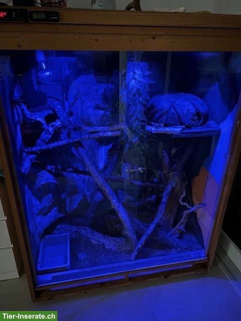 Bild 7: 3 Königspythons mit Terrarium zu verkaufen