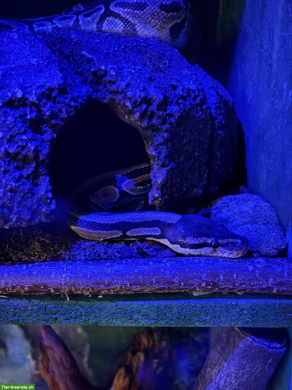 Bild 8: 3 Königspythons mit Terrarium zu verkaufen