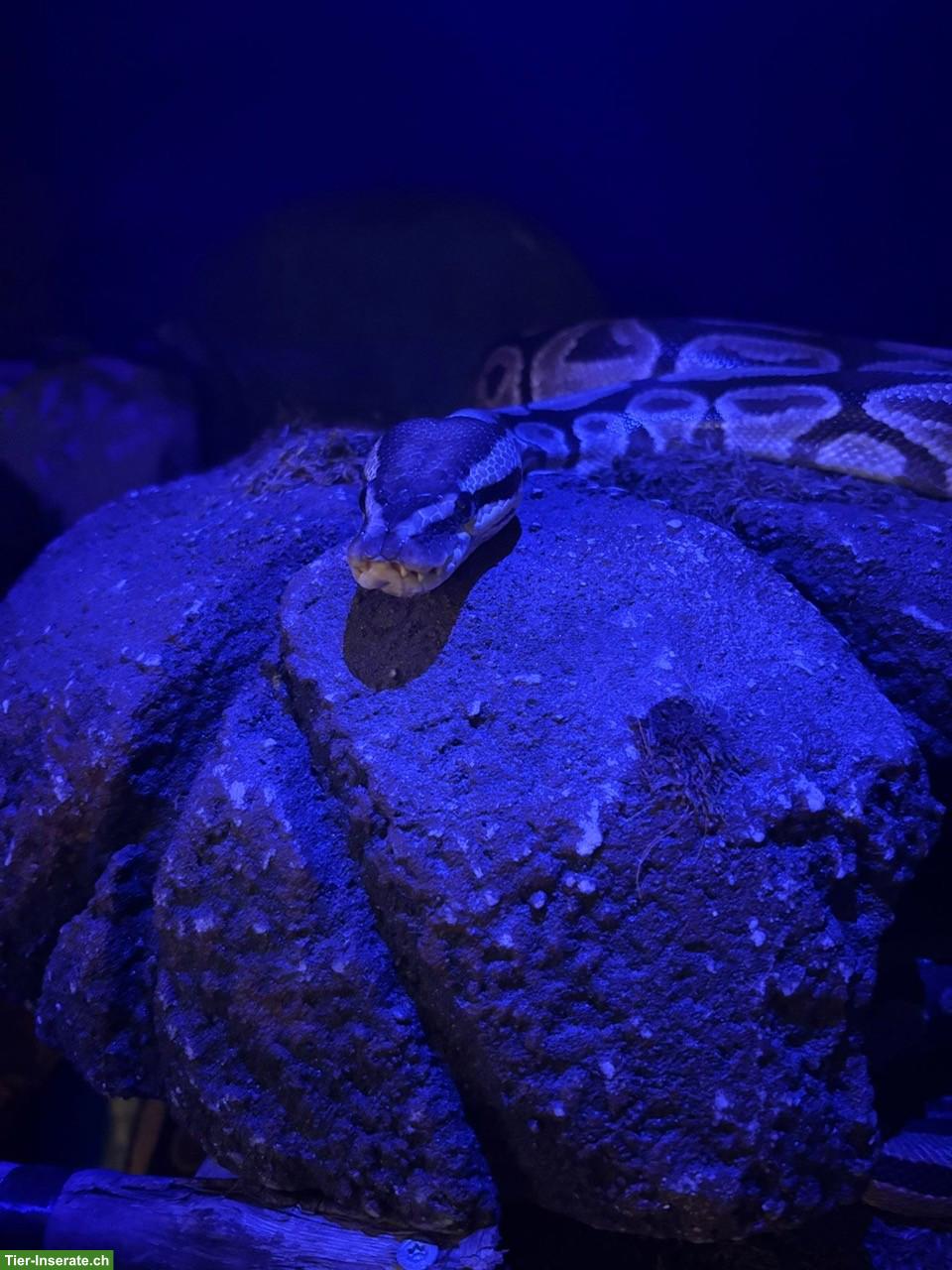 Bild 9: 3 Königspythons mit Terrarium zu verkaufen