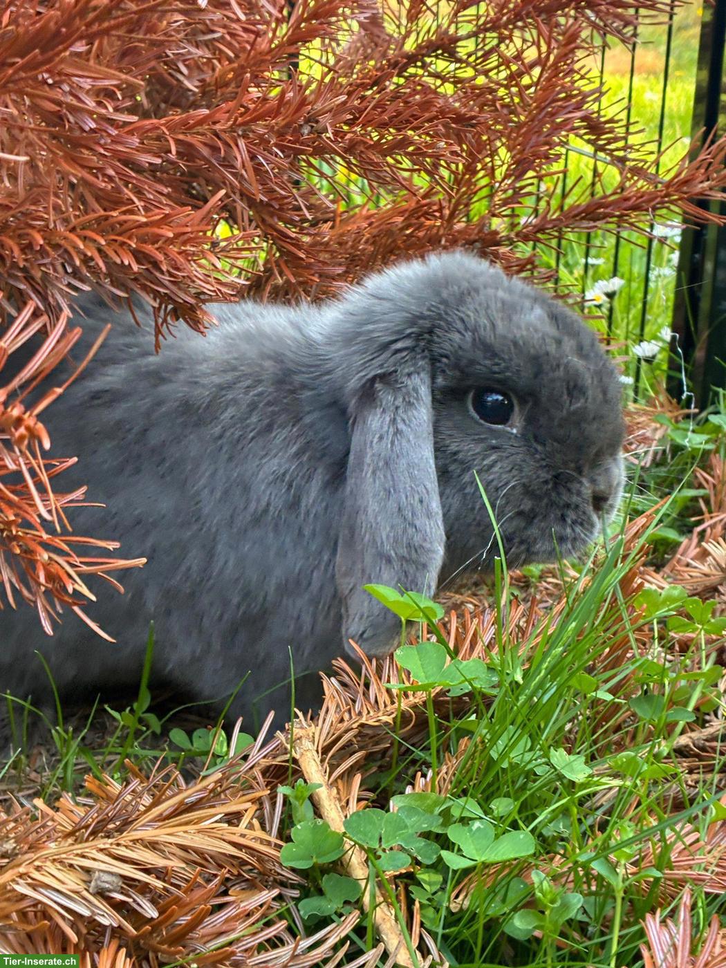 Zwergwidder Kaninchen Männchen Rambo sucht Zuhause