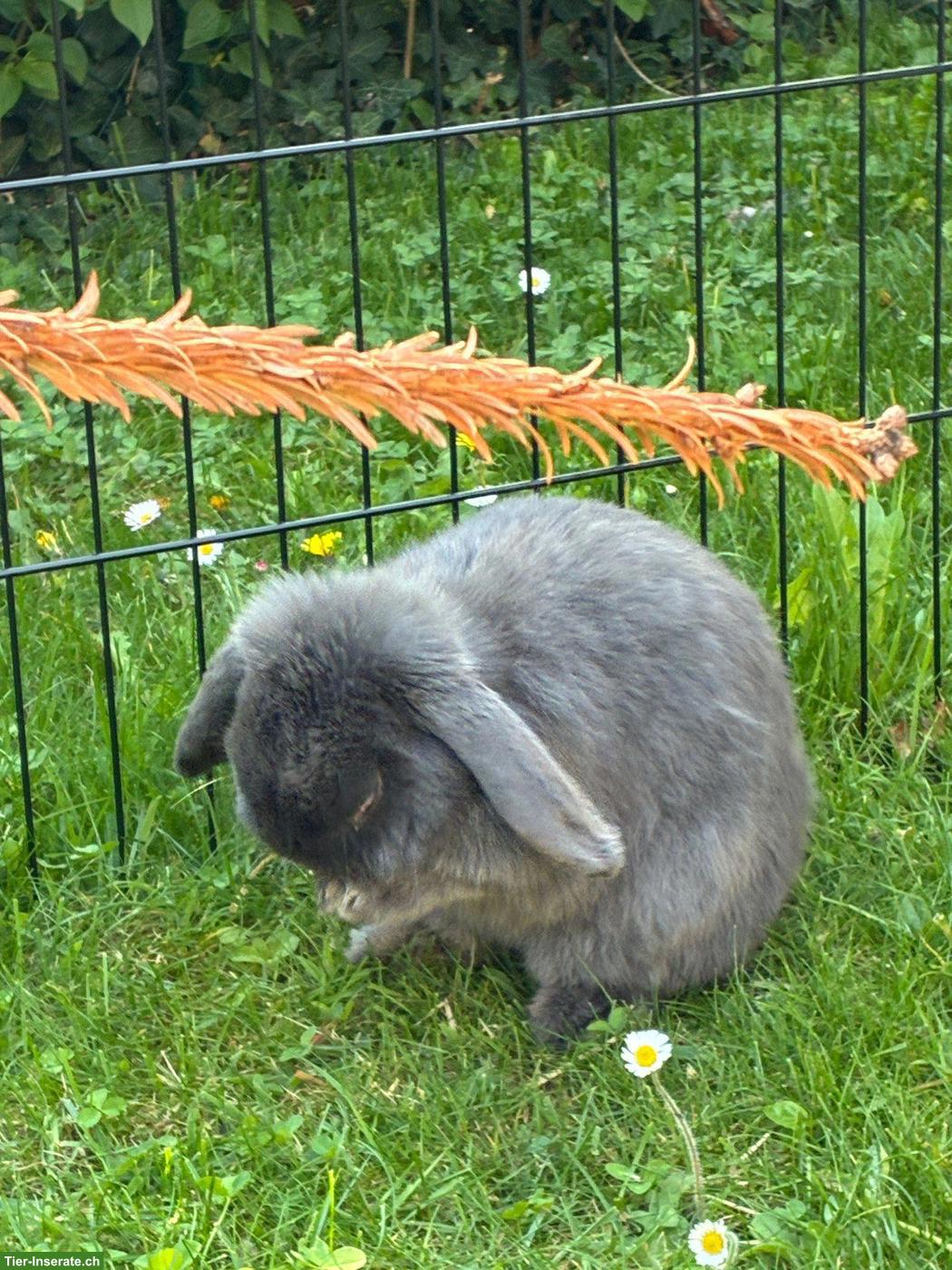 Bild 2: Zwergwidder Kaninchen Männchen Rambo sucht Zuhause