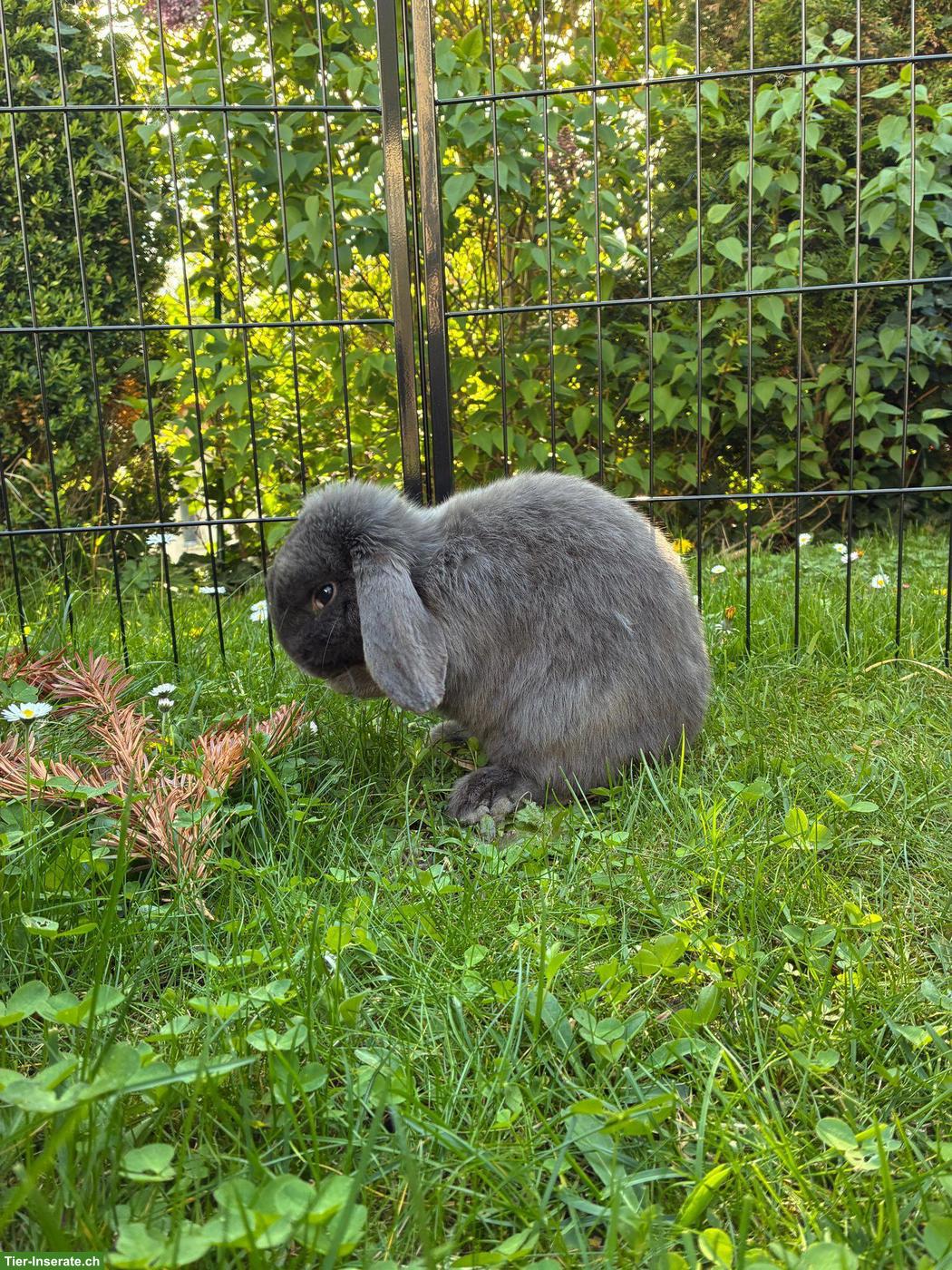 Bild 3: Zwergwidder Kaninchen Männchen Rambo sucht Zuhause