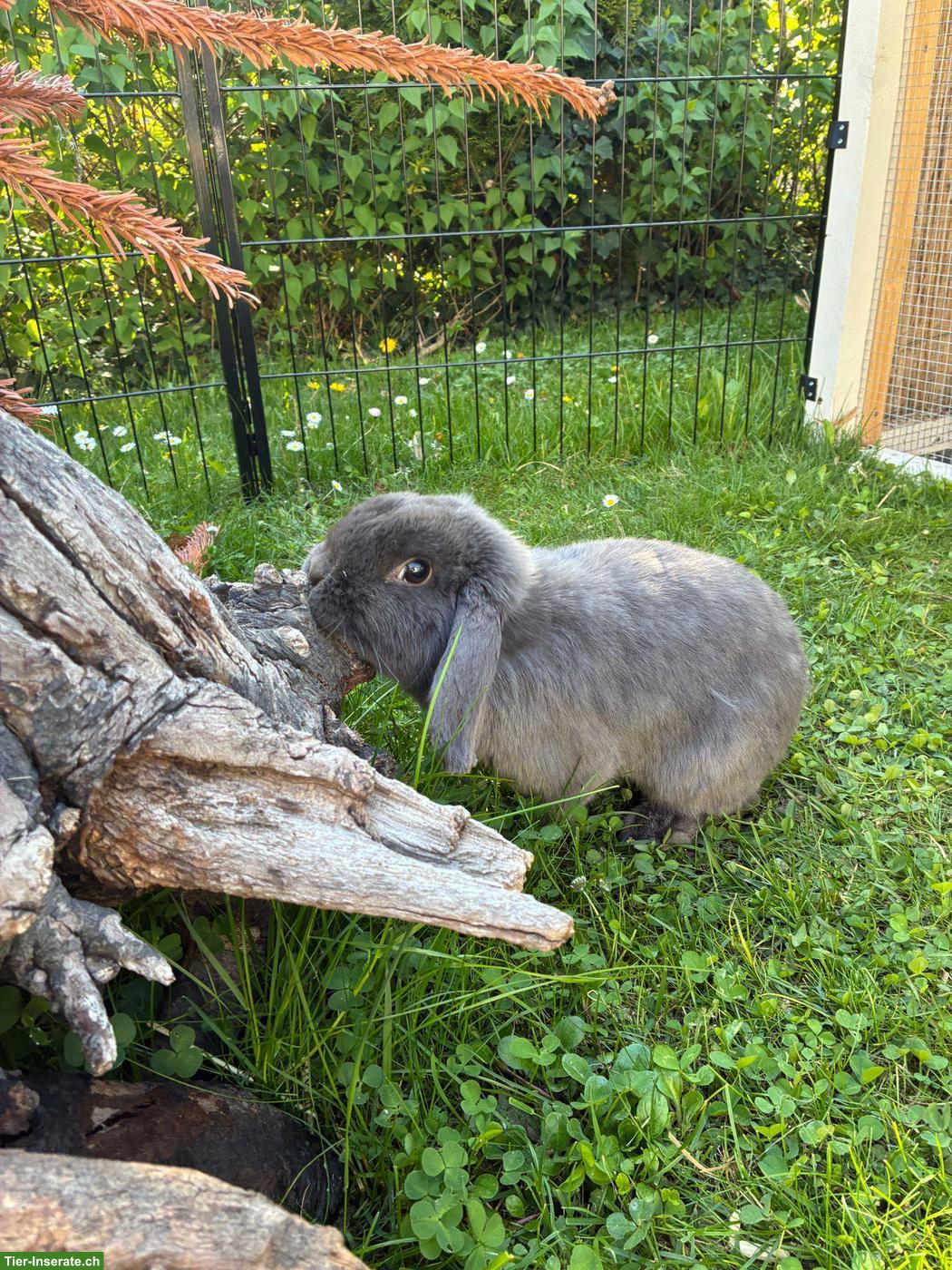 Bild 4: Zwergwidder Kaninchen Männchen Rambo sucht Zuhause