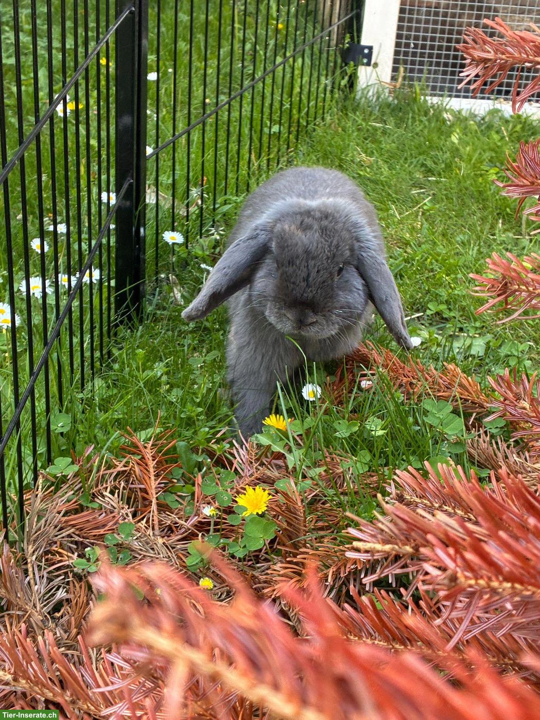 Bild 5: Zwergwidder Kaninchen Männchen Rambo sucht Zuhause