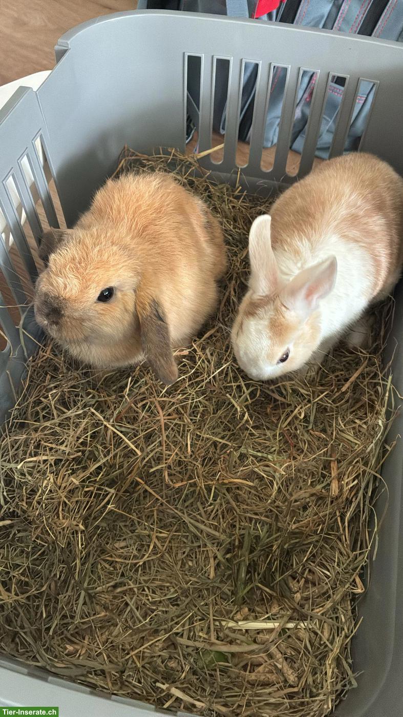 Zwergwidder/Zwergkaninchen Paar Honey & Hazel suchen ein Zuhause