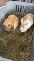 Zwergwidder/Zwergkaninchen Paar Honey & Hazel suchen ein Zuhause