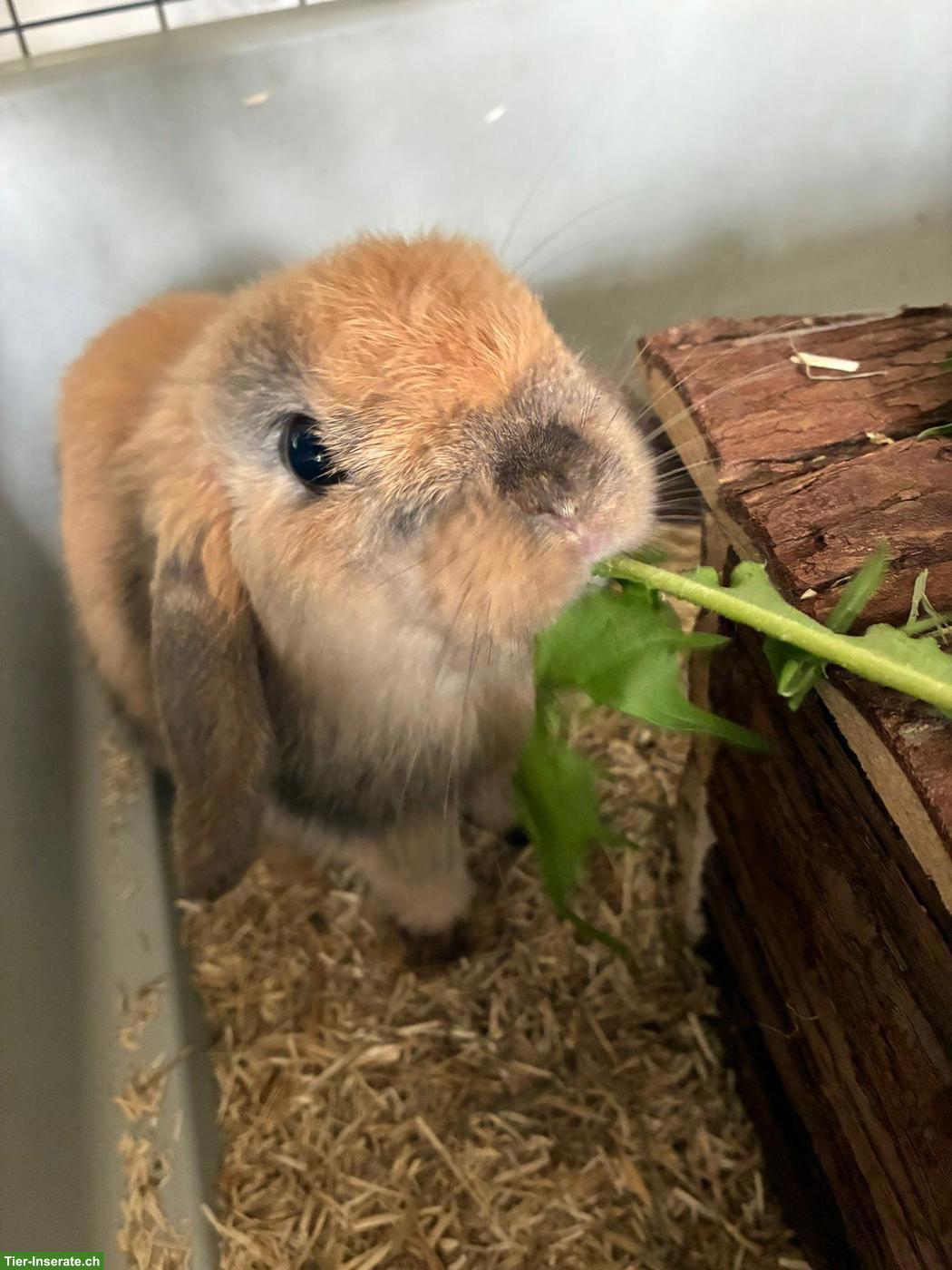 Bild 2: Zwergwidder/Zwergkaninchen Paar Honey & Hazel suchen ein Zuhause