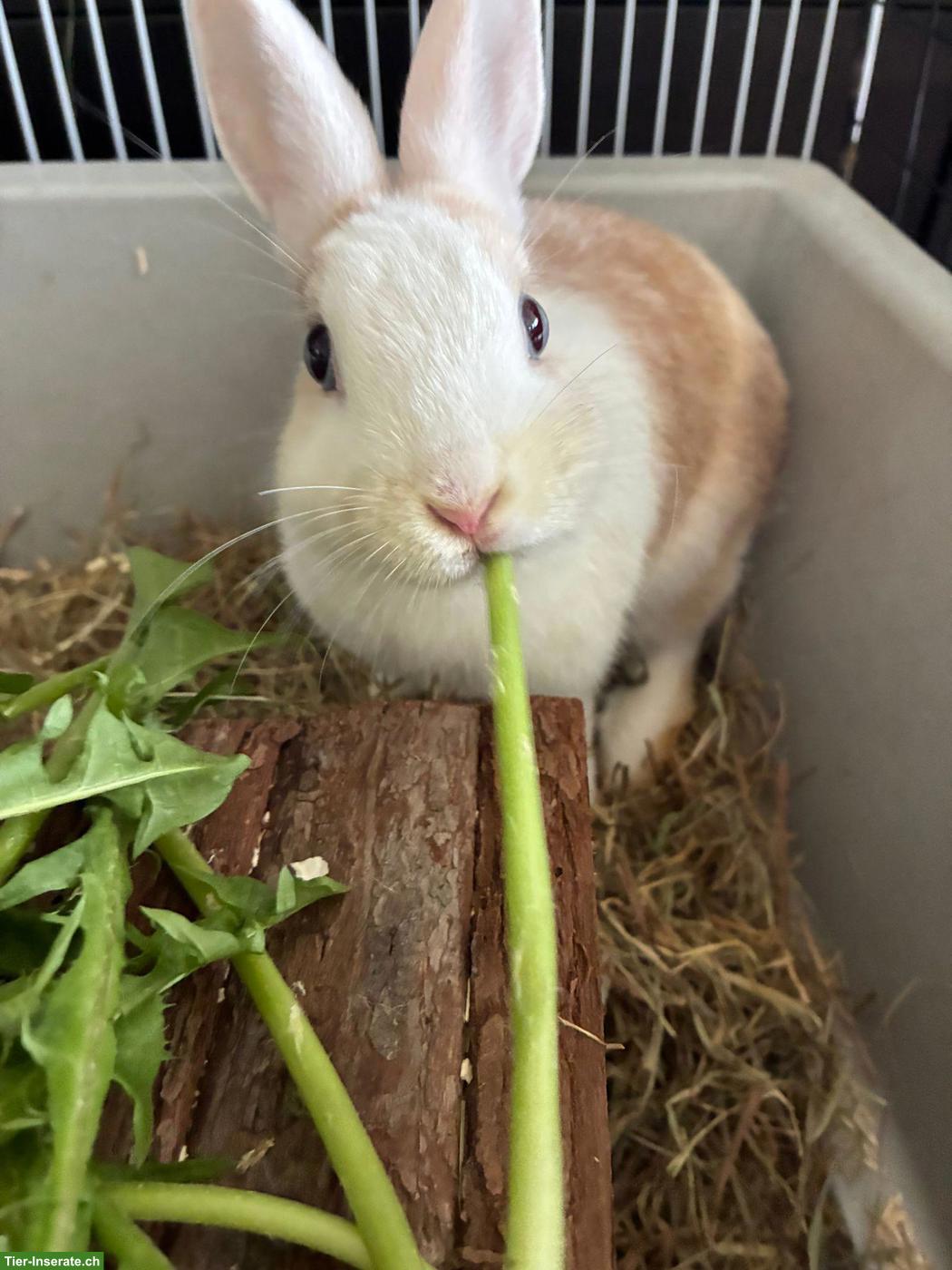 Bild 3: Zwergwidder/Zwergkaninchen Paar Honey & Hazel suchen ein Zuhause