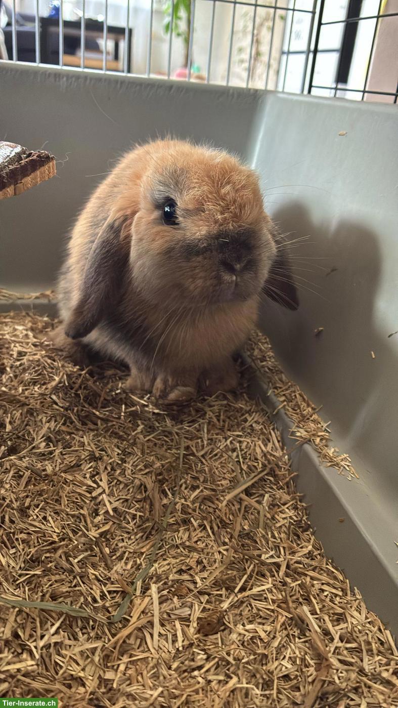 Bild 4: Zwergwidder/Zwergkaninchen Paar Honey & Hazel suchen ein Zuhause