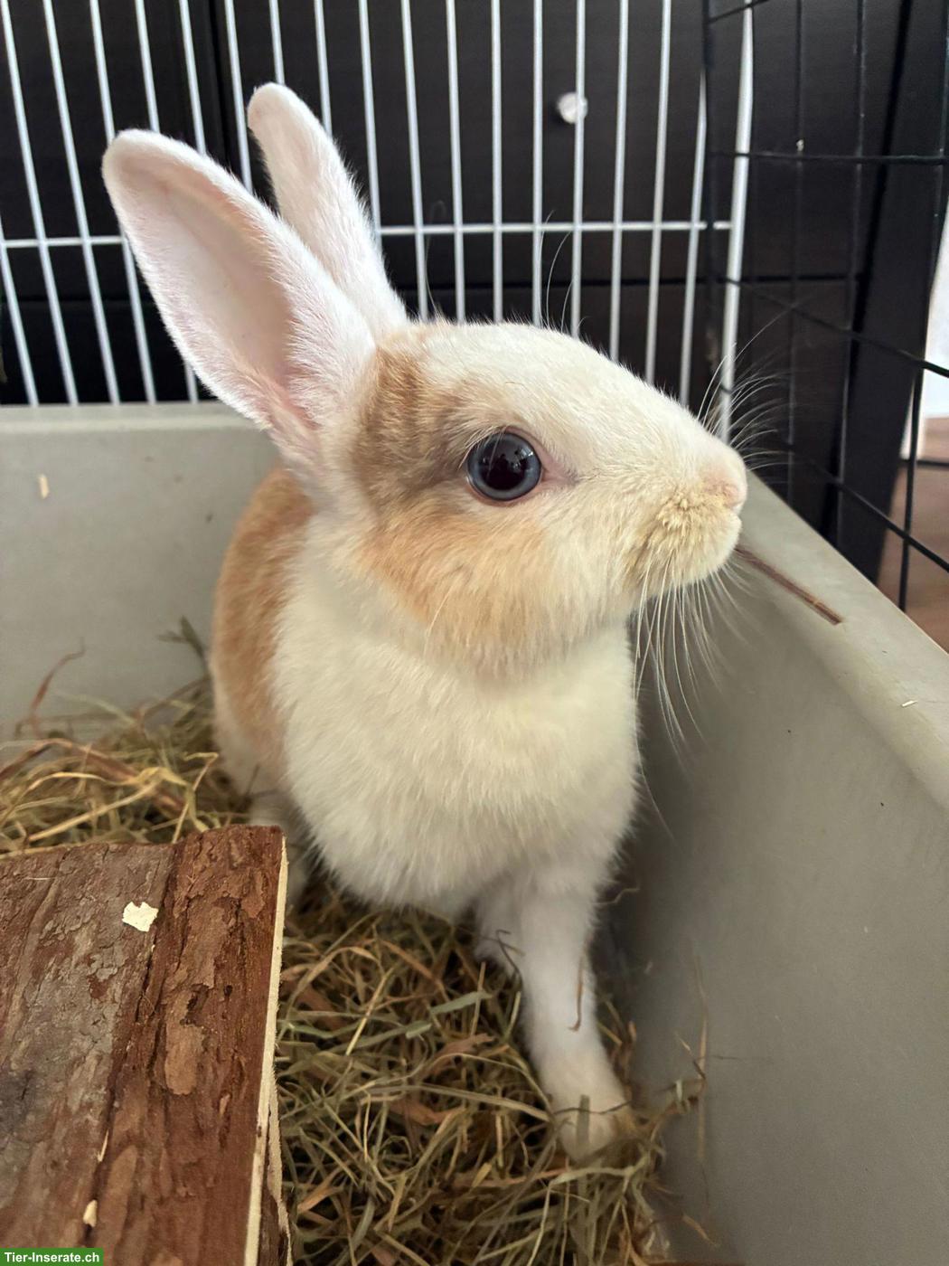 Bild 5: Zwergwidder/Zwergkaninchen Paar Honey & Hazel suchen ein Zuhause