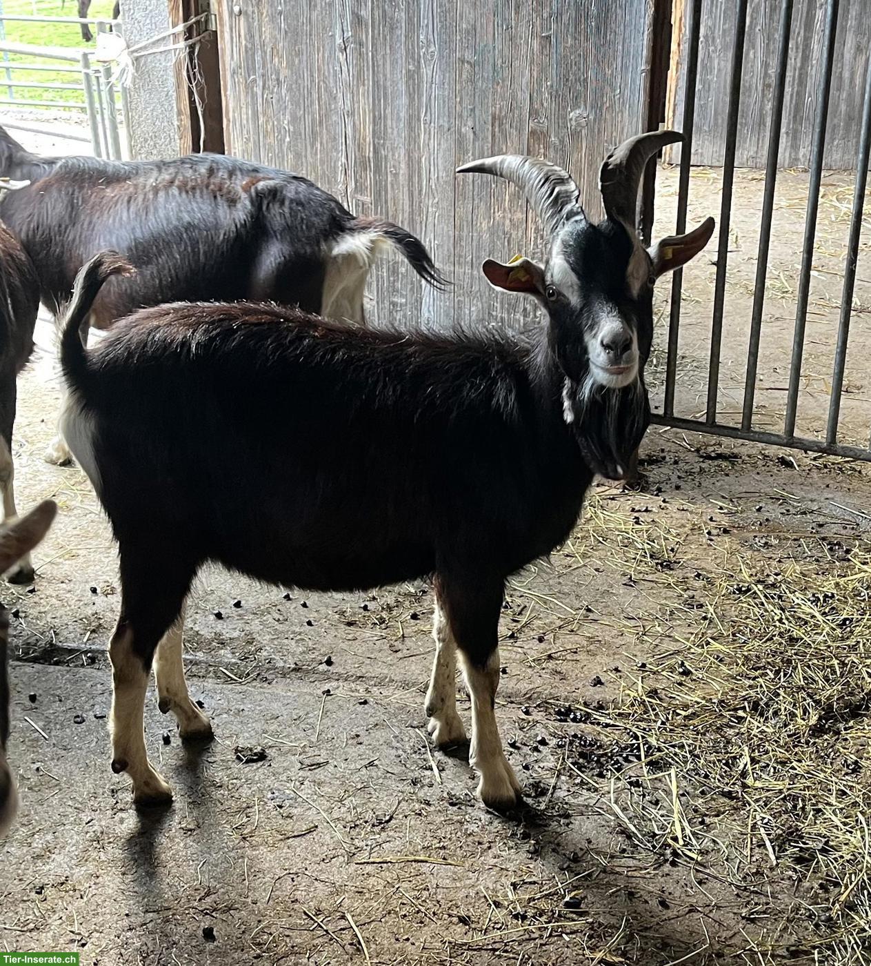 Junger Bündner Strahlenziegen Bock