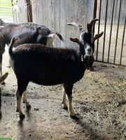 Junger Bündner Strahlenziegen Bock