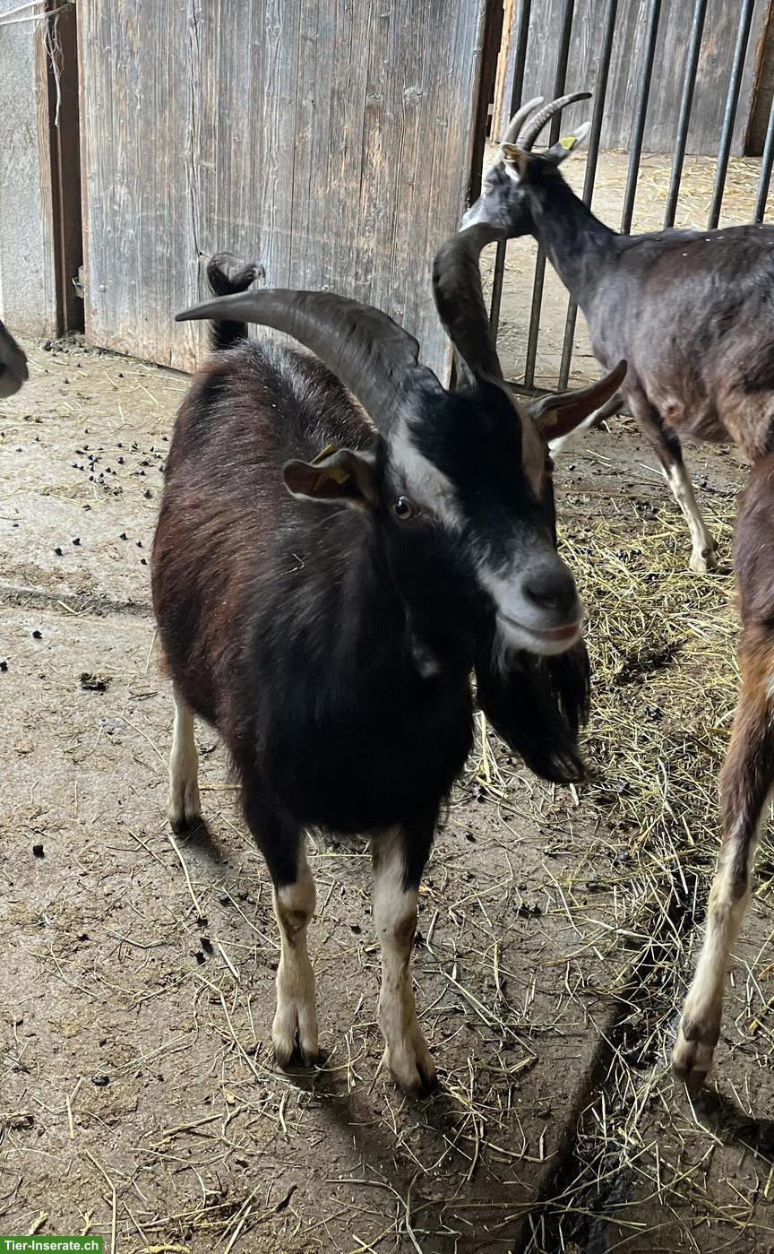 Bild 2: Junger Bündner Strahlenziegen Bock