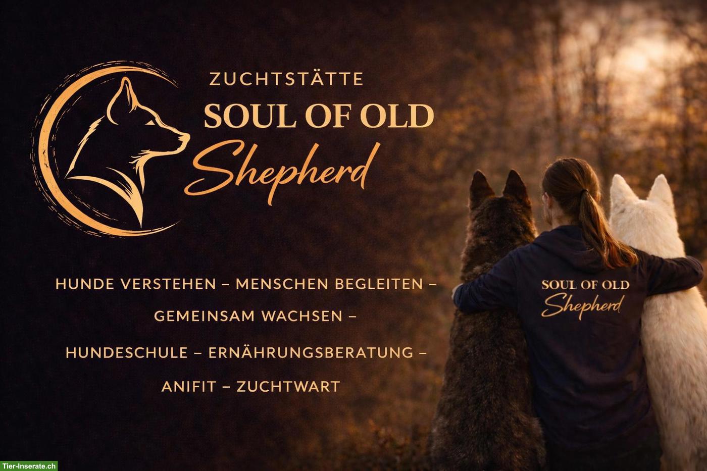 Deckmeldung: Altdeutsche Schäferhunde Welpen Juni 26