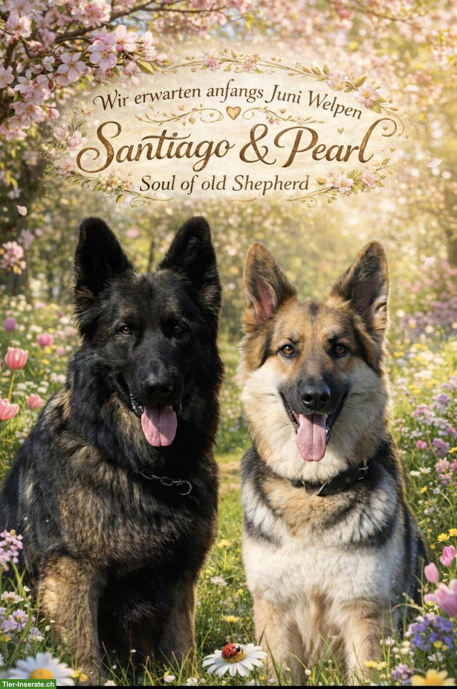 Bild 2: Deckmeldung: Altdeutsche Schäferhunde Welpen Juni 26