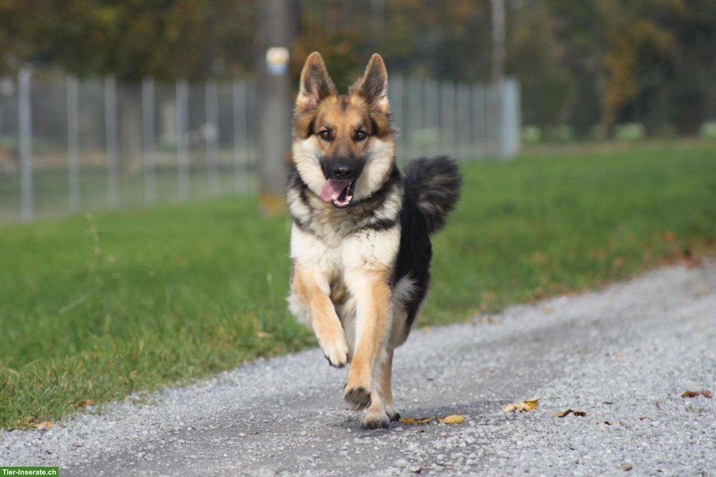 Bild 3: Deckmeldung: Altdeutsche Schäferhunde Welpen Juni 26
