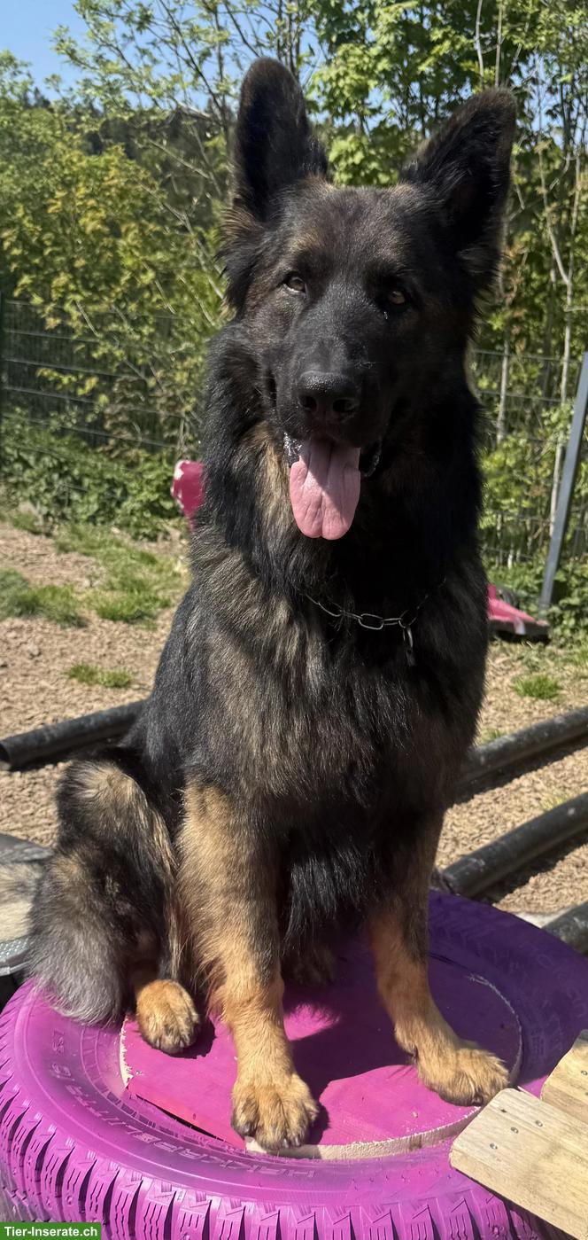 Bild 5: Deckmeldung: Altdeutsche Schäferhunde Welpen Juni 26