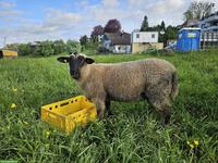 Junger Suffolk Schafbock zu verkaufen