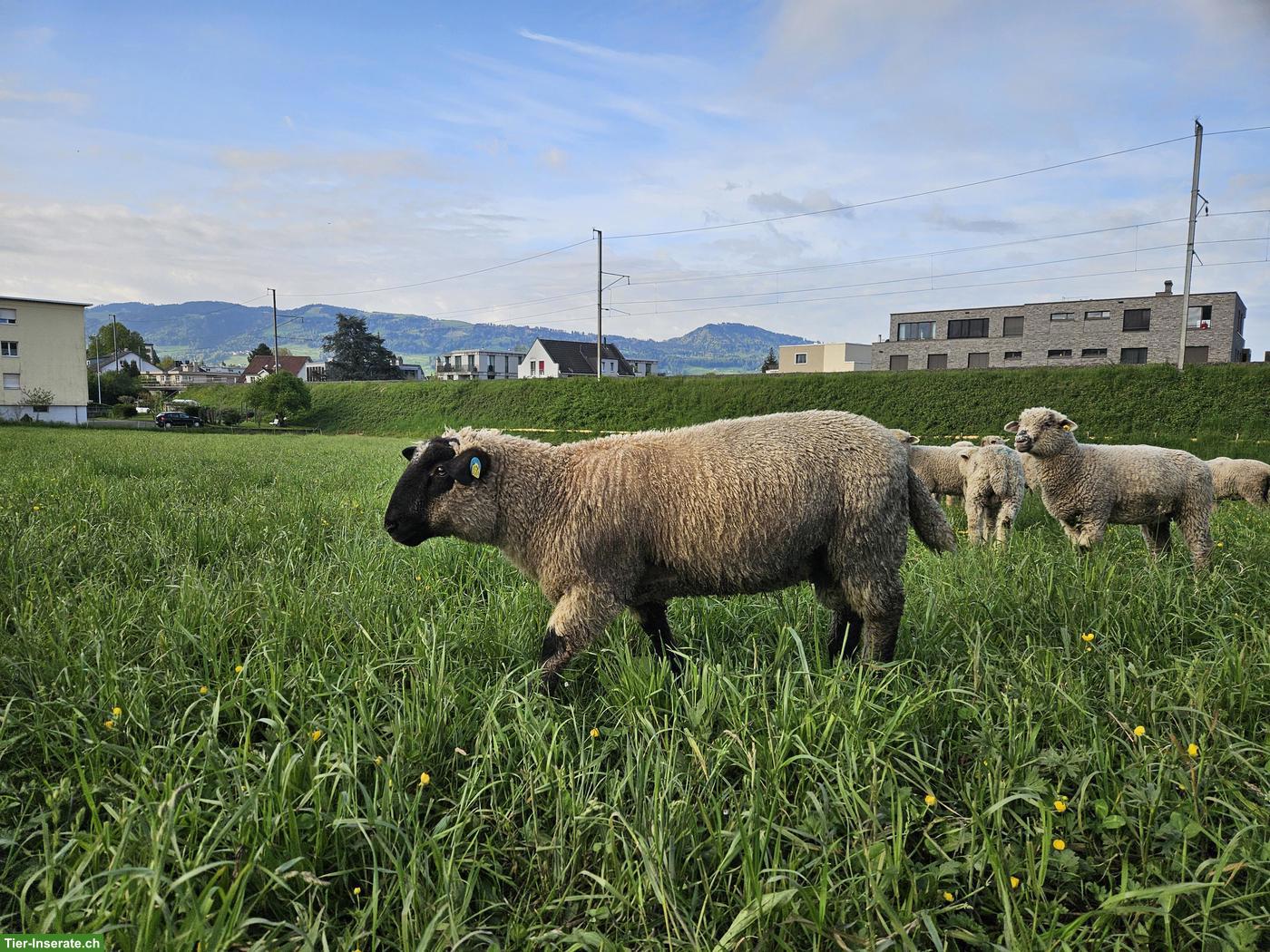 Bild 2: Junger Suffolk Schafbock zu verkaufen